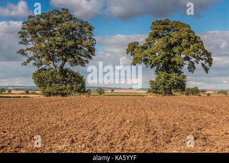 Agricoltura del Regno Unito, tardo pomeriggio di sole sui due alberi di sicomoro sul confine di un fresco campo culivated a Foxberry Farm, Caldwell, North Yorkshire, Regno Unito Foto Stock