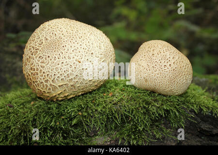 Earthball squamosa Scleroderma verrucosum Foto Stock