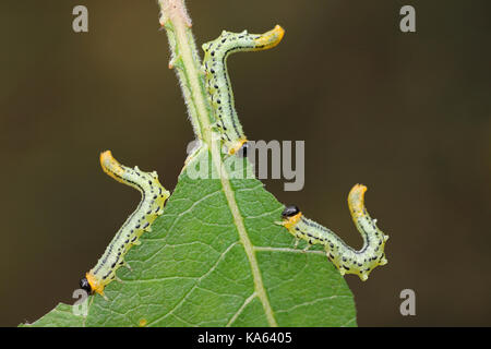 Willow Sawfly larve Nematus pavidus Foto Stock