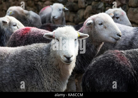 Pecore Herdwick Lake District Cumbria Inghilterra England Foto Stock