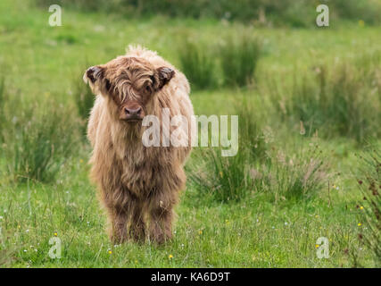 Highland vitello bovino in piedi e guardando la telecamera, Islay, SCOZIA Foto Stock