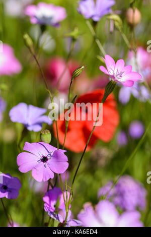 Il mais Cockle Agrostemma githago crescendo in un selvaggio fiore mix di semi di letto di fiori Foto Stock