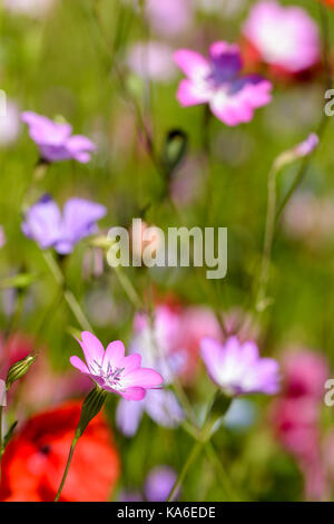 Il mais Cockle Agrostemma githago crescendo in un selvaggio fiore mix di semi di letto di fiori Foto Stock