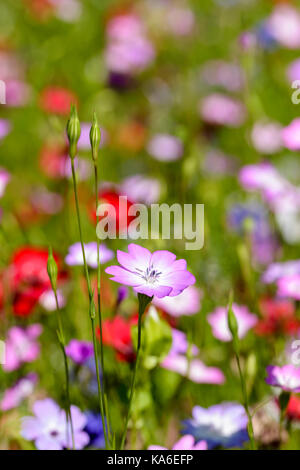 Il mais Cockle Agrostemma githago crescendo in un selvaggio fiore mix di semi di letto di fiori Foto Stock