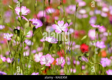 Il mais Cockle Agrostemma githago crescendo in un selvaggio fiore mix di semi di letto di fiori Foto Stock