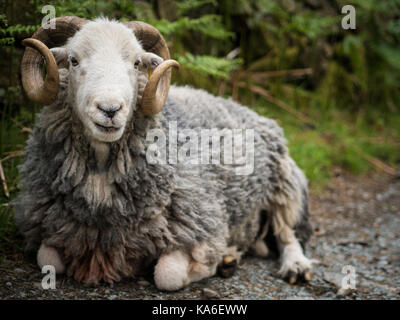 Un herdwick ram, due chiacchere sul percorso Foto Stock