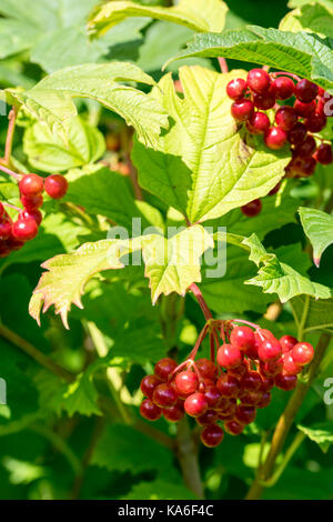 Rosa viburno Viburnum opulus globose frutti Foto Stock