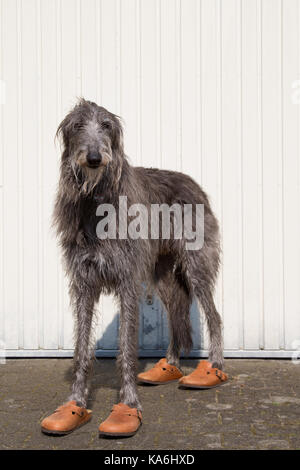 Deerhound scozzese con scarpe Foto Stock