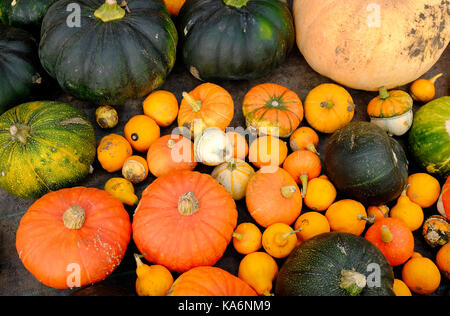 Selezione di zucche colorate Foto Stock