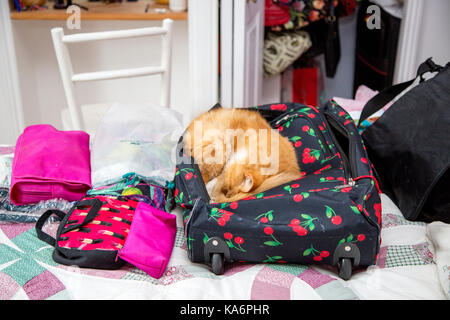 Un gatto di zenzero avvolto a ricciolo addormentato in una valigia che stava per essere imballate. Foto Stock