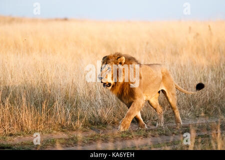 Apex predator: maschio adulto Mara Lion (Panthera leo) prowls lungo una via attraverso erba lunga in inizio di mattina di luce, Masai Mara, Kenya Foto Stock