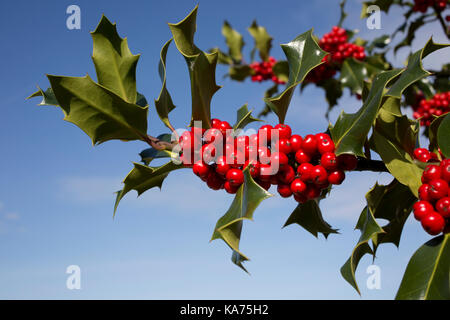 Holly Tree ilex aquafolium laden con luminosi di bacche rosse settembre 2017 costwolds regno unito Foto Stock