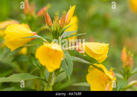 Bei fiori gialli oenothera biennis (enotera) selvatico con gocce d'acqua dopo la pioggia in un giardino Foto Stock