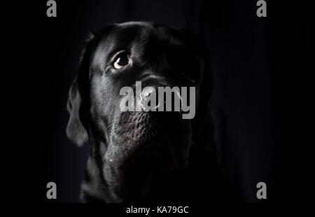 Closeup ritratto di labrador cane Foto Stock