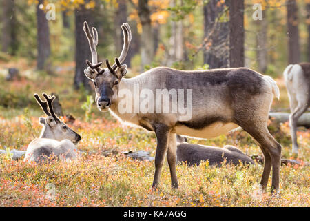 Le renne in una foresta di pini Foto Stock