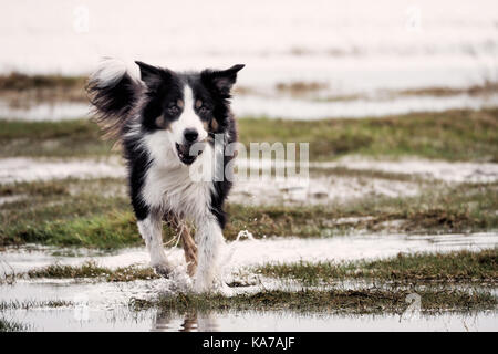 Riproduzione di fetch sulla spiaggia Foto Stock