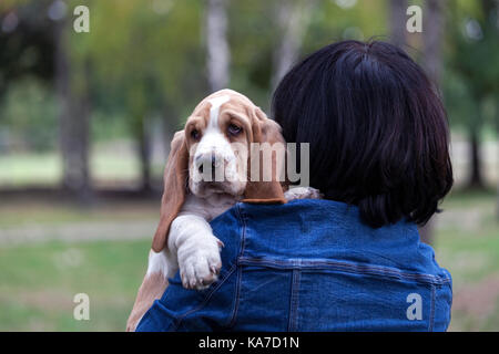 Piccolo cucciolo Basset Hound è stato già stanchi di passeggiate, così il suo padrone lo porta nelle sue mani. piccolo cucciolo si siede sul prato e si guarda intorno. copia Foto Stock