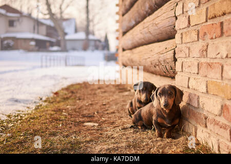 Due cani bassotto. Foto Stock