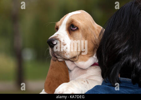 Piccolo cucciolo è stato già stanchi di passeggiate, così il suo padrone lo porta nelle sue mani. piccolo cucciolo si siede sul prato e si guarda intorno. spazio copia Foto Stock