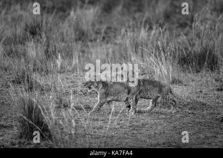 Una coppia di simpatici giovani Mara lion cubs camminare insieme in erba lunga nella savana in Masai Mara, Kenya Foto Stock