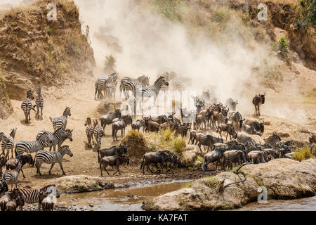 Mandrie di gnu blu (Connochaetes taurinus) e pianure zebra (Equus burchellii) raccogliere dal fiume Mara per un incrocio, il Masai Mara, Kenya Foto Stock