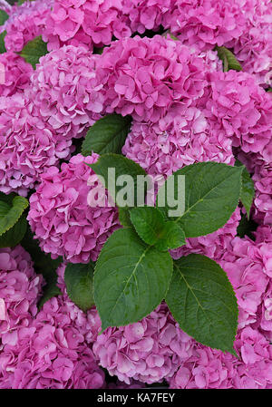 Fioritura rosa bigleaf ortensia (Hydrangea macrophylla), SCHLESWIG-HOLSTEIN, Germania Foto Stock