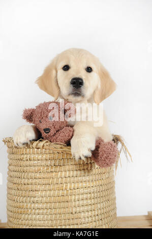 Il golden retriever, cucciolo, 7 settimane, seduta in rafia cesto con orso ripiene Foto Stock