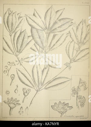 Questo lavoro botanico esplora la vita vegetale nativa dell'India meridionale, mostrando la variegata flora della regione, con enfasi sulle specie indigene e sul significato ecologico. Foto Stock