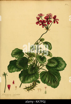 Il botanico's repository per i nuovi e piante rare (9612243527) Foto Stock