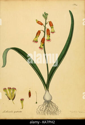 Il botanico's repository per i nuovi e piante rare (9612233355) Foto Stock