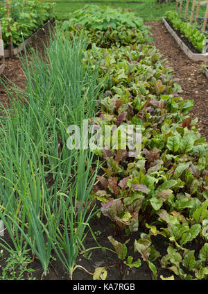 Cipolle e barbabietole rosse in letto giardino Foto Stock