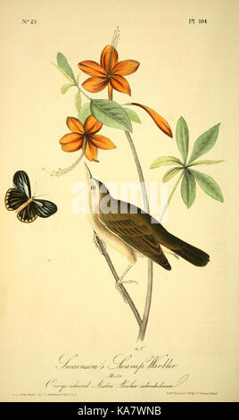 Gli uccelli di America (Pl. 104) (8568625541) Foto Stock