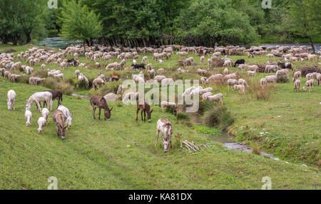 Gregge di pecore che pascolano in una collina in primavera Foto Stock