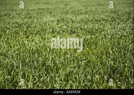 Buenos Aires, Buenos aires, Argentina. 23 Sep, 2017. sorgo campi nei pressi Firmat, Santa Fe, Argentina. Credito: patricio murphy/zuma filo/alamy live news Foto Stock