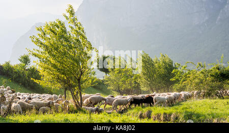 Gregge di pecore che pascolano in una collina al tramonto in primavera. Foto Stock