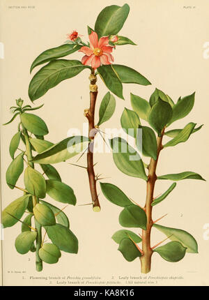 "Le Cactaceae" è uno studio botanico sulla famiglia dei cactus, con la piastra III che mostra illustrazioni o descrizioni dettagliate di varie specie di cactus. Foto Stock