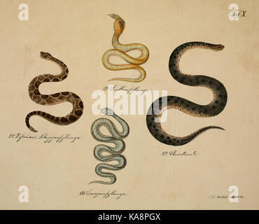 Questa illustrazione proviene da "Schlangenkunde", un lavoro completo sullo studio dei serpenti. L'immagine presenta varie specie, mostrando la diversità e la struttura dei serpenti in un contesto scientifico. Foto Stock