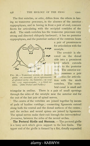 Questa pagina di "The Biology of the Frog" (la biologia della rana) discute l'anatomia e il ciclo di vita delle rane, descrivendo vari aspetti come le fasi di sviluppo, l'habitat e la fisiologia. Il diagramma (Fig. 66) fornisce una rappresentazione visiva delle principali caratteristiche biologiche delle rane. Foto Stock