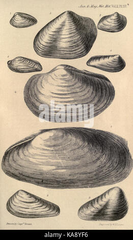 Gli Annali e la rivista di storia naturale (Vol. XI, Pl. XVI) BHL2237927 Foto Stock