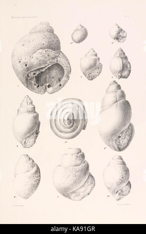 I risultati di un esame dei molluschi siriano fossili, principalmente dalla gamma di Monte Libano piastra (I) BHL4317162 Foto Stock