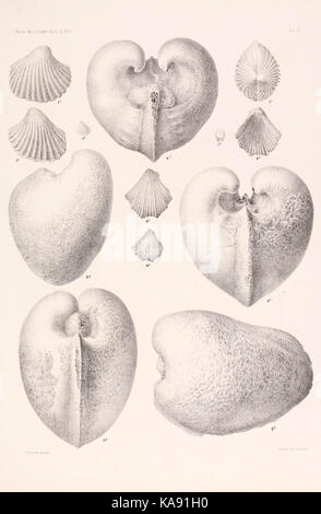 I risultati di un esame dei molluschi siriano fossili, principalmente dalla gamma di Monte Libano (piastra V) BHL4317196 Foto Stock