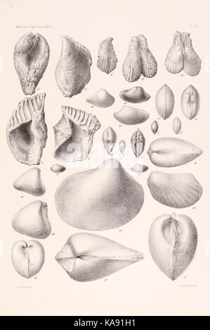I risultati di un esame dei molluschi siriano fossili, principalmente dalla gamma di Monte Libano piastra (VI) BHL4317152 Foto Stock