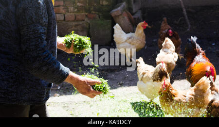 Agricoltore alimentazione di polli nel fienile con nessun volto mostrato Foto Stock