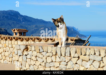 Il gatto domestico, calico, tricolore, seduti su una parete in riva al mare Foto Stock