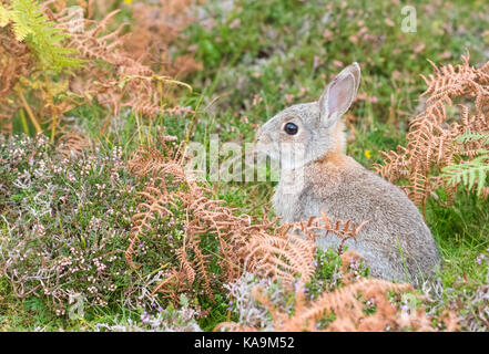 Coniglio europeo comune - coniglio oryctolagus cuniculus - giovani - seduta in scottish bracken e heather, unst, shetland Foto Stock