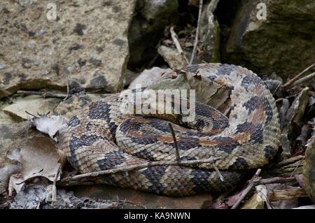 Una spirale rattlesnake legname a Kansas City, Missouri, Stati Uniti d'America Foto Stock