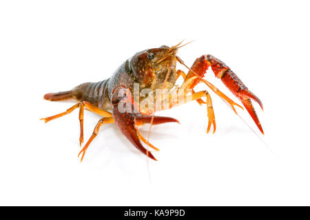 Gamberi di fiume Procambarus clarkii ghost su sfondo bianco Foto Stock