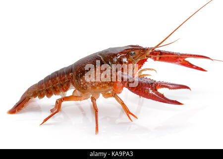 Gamberi di fiume Procambarus clarkii ghost su sfondo bianco Foto Stock