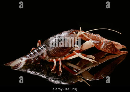 Gamberi di fiume Procambarus clarkii ghost su sfondo nero Foto Stock