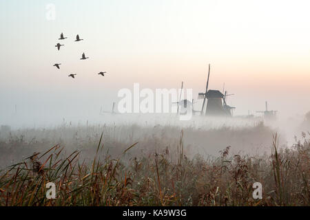 Nebbia vicino i mulini a vento di Kinderdijk in Olanda Foto Stock